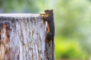 Small Squirrel with Peanut on a tree
