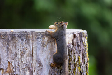 Small Squirrel with Peanut on a tree
