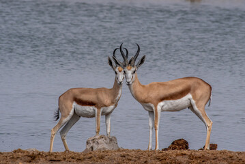 Springboks at aa waterhole