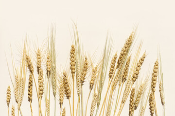 Top view ears of cereal crops with awns, durum wheat, rye, barley grain crop at sunlight on beige background. Flat lay with ears of wheat on table, minimal still life, harvest concept