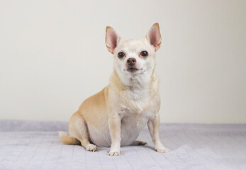 brown short hair Chihuahua dog sitting on gray blanket and white background.