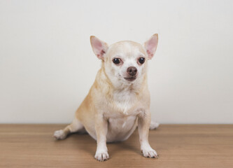 brown short hair Chihuahua dog sitting on wooden floor  and white background.