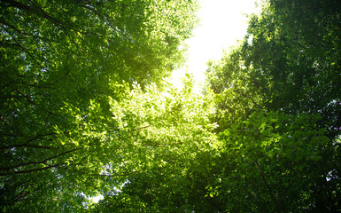 Fototapeta na wymiar Beautiful view of forest trees.