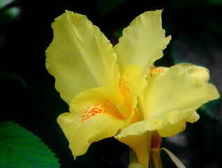 Canna Lily King humbert Yellow Flower