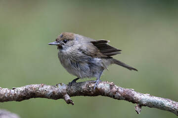 Mönchsgrasmücke (Sylvia atricapilla)