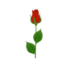 red rose isolated on white