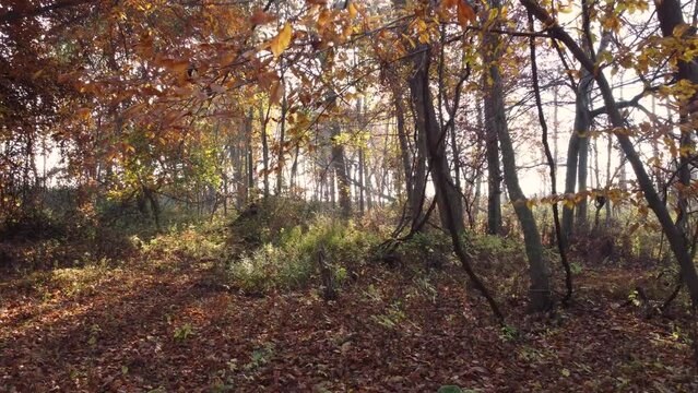 Forward dolly of forest in autumn shroud, serene pov walk. Ontario, Canada
