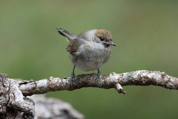 Naklejka premium Mönchsgrasmücke (Sylvia atricapilla)