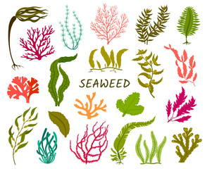 Underwater seaweed plants. Corral reef flora, isolated aquatic plant. Laminaria, macrocystis, fucus and codium, delesseria, rhodymenia, nitella and caulerpa, sea cabbage, spirulina edible seaweed © Buch&Bee