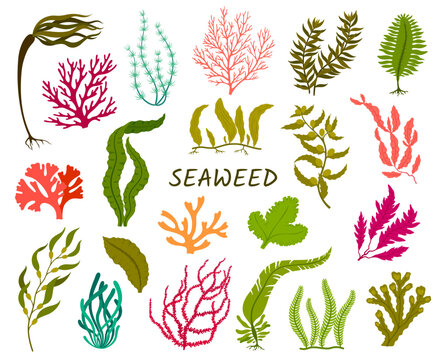 Underwater seaweed plants. Corral reef flora, isolated aquatic plant. Laminaria, macrocystis, fucus and codium, delesseria, rhodymenia, nitella and caulerpa, sea cabbage, spirulina edible seaweed