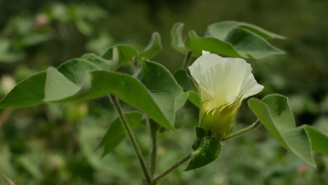 Close Up Of Cotton Flower And Green Leaves Swaying By The Wind.