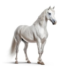 Majestic Stallion: Graceful Equine Beauty on a White Background