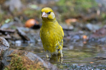 Grünfink (Chloris chloris)