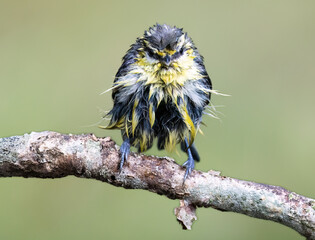 Blaumeise (Cyanistes caeruleu)
