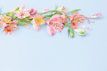 alstroemeria flowers on blue ackground