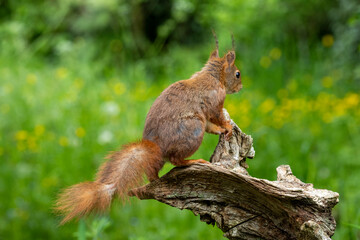 Eichhörnchen (Sciurus vulgaris)