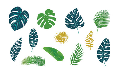 Set of Tropical Leaves. Vector Rainforest Leaves