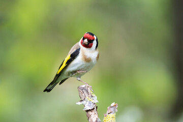 Stieglitz (Carduelis carduelis)