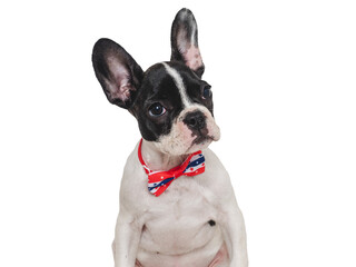 Charming puppy and a bow-tie in the colors of the American Flag. Close-up, indoors. Isolated background. Studio shot. Congratulations for family, loved ones, friends and colleagues. Pets care concept