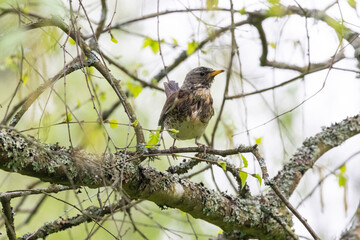 Wacholderdrossel (Turdus pilaris)