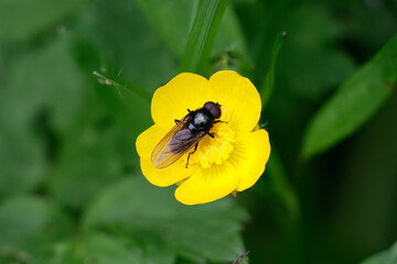 Weißfuß-Erzschwebfliege (Cheilosia albitarsis)
