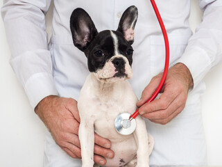 Cute puppy and doctor. Close-up, isolated background. Studio photo. Concept of care, education, training and raising of animals