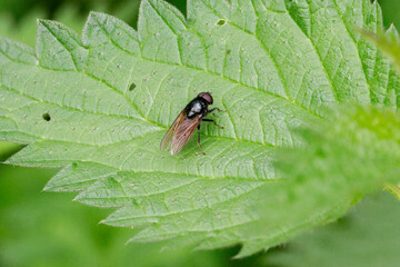 Weißfuß-Erzschwebfliege (Cheilosia albitarsis)