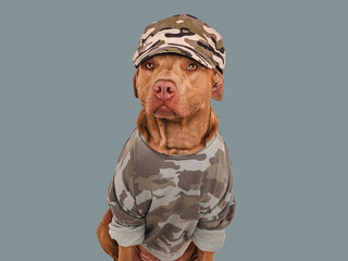 Cute brown dog, military shirt and army cap. Closeup, indoors. Studio shot. Congratulations for...