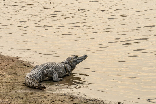 Black kajman Melanosuchus niger south america