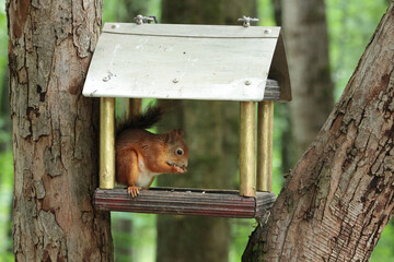 A beautiful brown squirrel with a fluffy tail enjoying tasty nuts as it nibbles on them in a wooden feeder hanging amidst the lush green trees of a serene forest environment