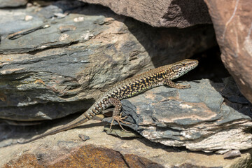 Mauereidechse (Podarcis muralis)