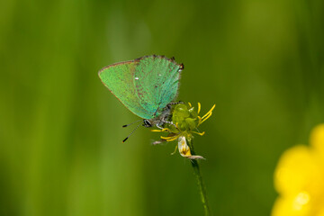 Grüne Zipfelfalter (Callophrys rubi), auch Brombeer-Zipfelfalter