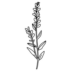 Spring lavender branch icon, botanical elements. rustic herbs. 