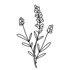 Fototapeta na wymiar Spring lavender branch icon, botanical elements. rustic herbs. 