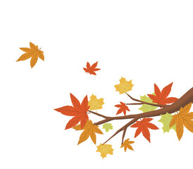 Autumn maple branch with multicolored maple leaves