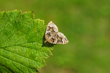 The Phoenix (Eulithis prunata). Close up of an old geometer moth. Tribe Cidariini, subfamily Larentiinae, family Geometridae. On a raspberry leaf. Summer, August, Netherlands