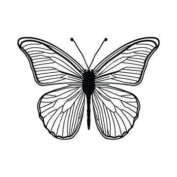 Vector illustration of black linear Butterfly on white background 