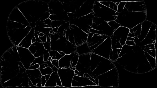 A large number of simulated organisms growing together and filling the screen.
