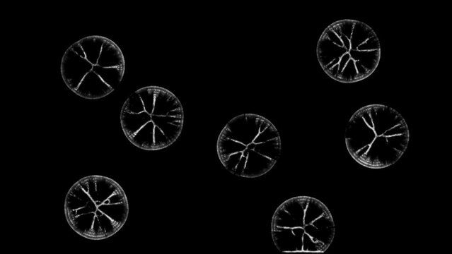 A group of simulated organisms starting small and over time filling the screen.