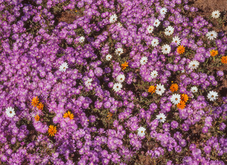 Spring Wildflowers Near Vanrhynsdorp - 630599681