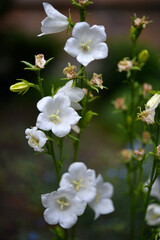 Obraz na płótnie Canvas White bell flowers. Campanula persicifolia. Campanulaceae.