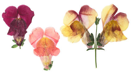 Pressed and dried flower snapdragons or antirrhinum, isolated on white background. For use in...