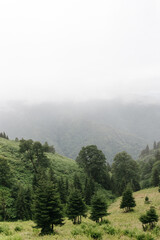 Natural landscape: a view of a mysterious misty forest and mountains in the clouds.