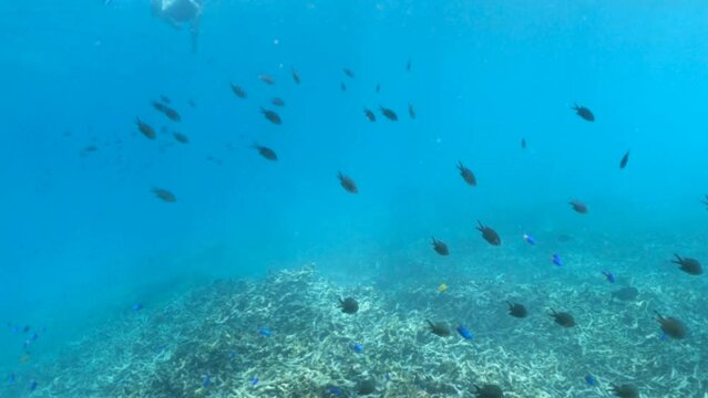 A school of small blue surgeonfishe in coral reef of Cocos Island in Seychelles. The local sealife of Indian Ocean underwater.
