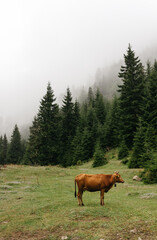 Fototapeta na wymiar Rural Landscape: a cow is grazing in a meadow amidst mountains, in foggy weather.