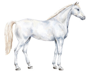 White horse standing in profile animal illustration.