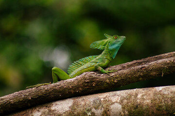 Basilisk lizard on a log