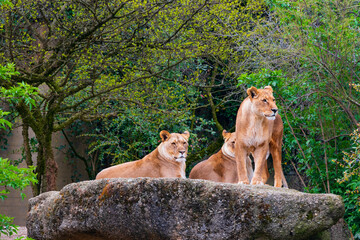 A pack of lionesses is resting on a stone, two lionesses are lying down, one is standing and...