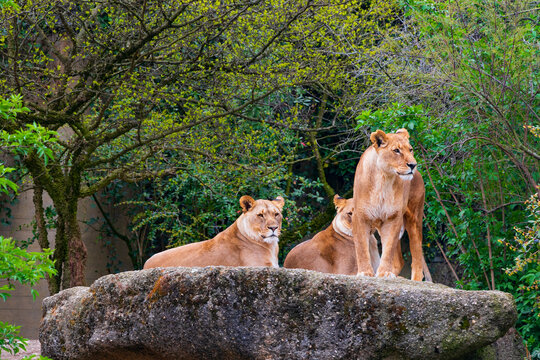 A pack of lionesses is resting on a stone, two lionesses are lying down, one is standing and looking away