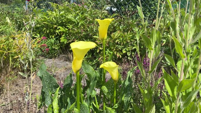 gelbe Callas im Garten